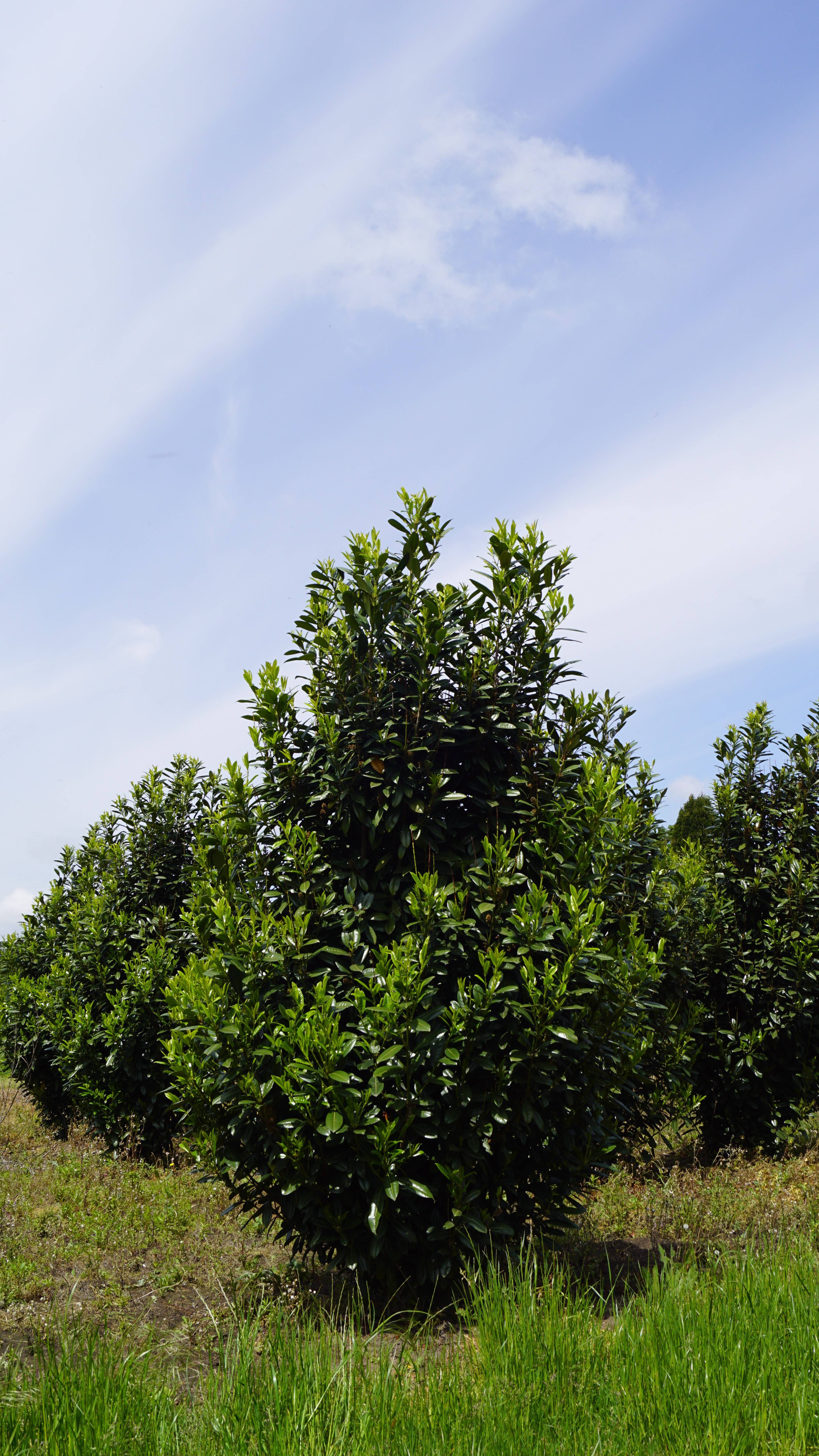 Prunus laurocerasus 'Greentorch' (3)-1